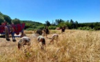 PANCHERACCIA  L'association U Granu Anticu célèbre la richesse du blé