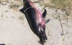 ALERIA   Un dauphin retrouvé mort sur la plage de Padulone