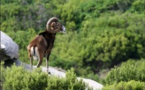 NATURE Mouflon retrouvé mort, les explications d'un spécialiste