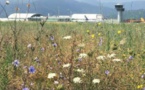 Aéro Biodiversité analyse la faune et la flore de Poretta