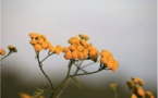 Quels sont les bénéfices de l’Immortelle, cette plante endémique de la Corse ? 