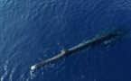 Un rorqual amputé à l'agonie dans le Sanctuaire Pelagos