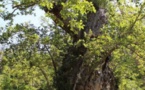 PIANELLU Conférences et concert pour la quatrième journée autour de l'arbre d'Anne Franck