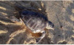 Une tortue marine retrouvée morte sur la plage Trottel, à Ajaccio