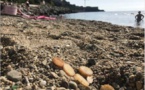 Des pastilles de traitement des eaux s'échouent sur les plages