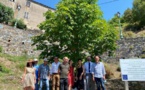 PIANELLU Autour de l'arbre d'Anne Frank "la barbarie" refait surface