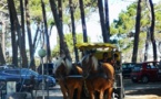 Convoi hippomobile pour le ramassage du tri sélectif de la plage et de la pinède de Calvi 