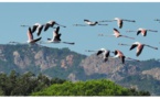 La photo du jour : vol de flamants roses au-dessus de Saint Cyprien 