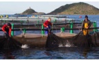 L’Office de l’Environnement de la Corse organise les premières assises de la pêche et de l’aquaculture de Corse 