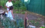 SARRULA È CARCUPINU  Le succès des jardins partagés à Effrico