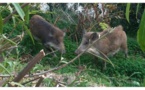 Chasse aux sangliers en Corse : la chevrotine n'est pas autorisée 