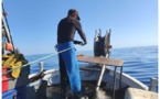 Tema - Immersion dans le quotidien de pêcheurs de Bonifacio au Cap Corse