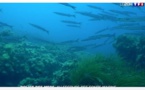 La police des mers au secours des herbiers de posidonie de Méditerranée