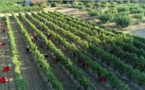 Des vendanges de plus en plus précoces au domaine A Peraccia