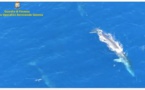 VIDÉO. Profitant de l'été, deux baleines nagent entre la Ligurie et la Corse 