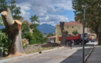 CORTI  Avenue Jean-Nicoli : deux platanes en moins