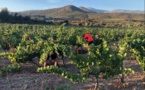 Vendanges presque normales