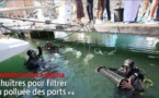 EXPÉRIMENTATION À BASTIA  Des huîtres pour filtrer l'eau polluée des ports