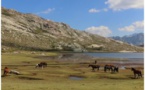 Les chevaux du lac de Ninu 