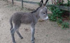 Naissance d'Alcudina au parc naturel d'Olva