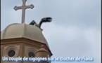 VIDEO - Un couple de cigognes fait une pause sur le clocher de Piana 