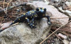 EN IMAGE : Quand la salamandre prend la pause