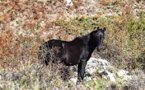 Les chevaux sauvages du massif de Tenda