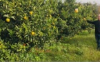 La clémentine du Sud Corse fruit d'un terroir d'exception
