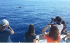 Mare latinu : Les cétacés observés autour du Cap-Corse