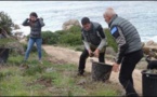 PRUPIÀ Vaste campagne d'arrachage de griffes de sorcière sur les dunes de Capolauroso