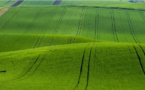La biodiversité européenne s'effondre sous les coups de boutoir de l'agriculture intensive