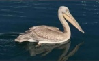 PRUPIÀ Le pélican gris a fait escale dans le port