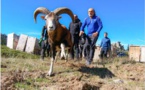 Premier lâcher de mouflons au parc naturel régional de Corse 