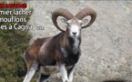  FAUNE SAUVAGE  Premier lâcher de mouflons corses à Cagna