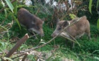 Chasse et confinement : des dérogations dès le 9 novembre en Haute-Corse