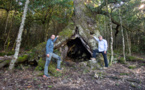 Soutenez la candidature de la corse au concours de l’arbre de l’année