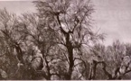 Xylella fastidiosa  On ne touche pas à " l'arrêté Mirmand "