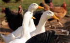 Lucciana : cas de mortalité importante d'oies et de poules 