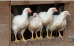 Grippe aviaire à Lucciana : "un foyer hautement pathogène"