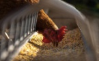 Grippe aviaire, des mesures de protection renforcées en Corse-du-Sud 