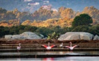 Quand les Flamants roses s’invitent aux Salines de Porto-Vecchio 