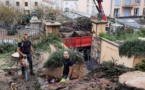 CALVI  Le charançon a eu raison des palmiers de la mairie