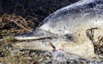 Mare latinu : Les chalutiers équipés de Pingers pour préserver les dauphins.