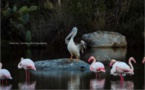 Le pélican et les flamants roses de Porto-Vecchio