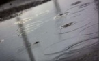 Météo  Aiacciu et Lisula, records de pluie en décembre