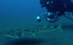 Mare latinu : Laurent Ballesta à la recherche de l’Ange de Mer en Corse.