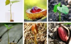 Jardinage : semez des graines sauvages avec les enfants pendant les vacances