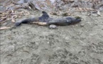 MORSIGLIA  Un dauphin découvert sur la plage de l'Alisu