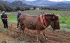 La traction animale en agriculture, une technique ancestrale qui revient au goût du jour en Corse