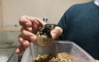 PARC A CUPULATTA   La naissance inespérée de tortues crapauds